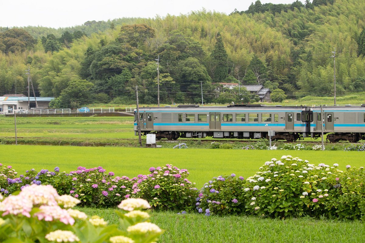 🌸 아라타노 수국길 (아라타노 아지사이 로드)